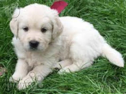 PoulaTo: Καταπληκτικά κουτάβια Golden Retriever
